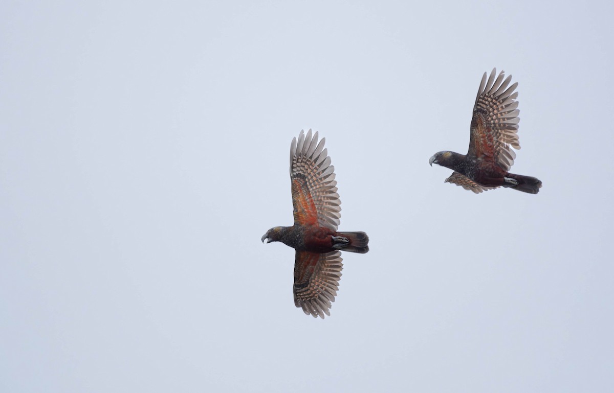 New Zealand Kaka - ML623894218