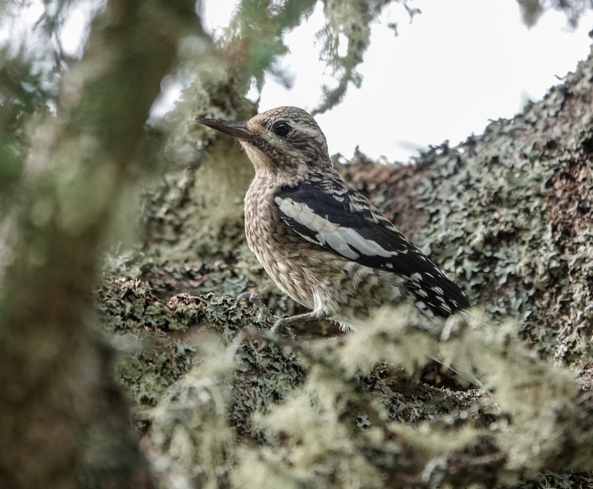 Yellow-bellied Sapsucker - ML623894224