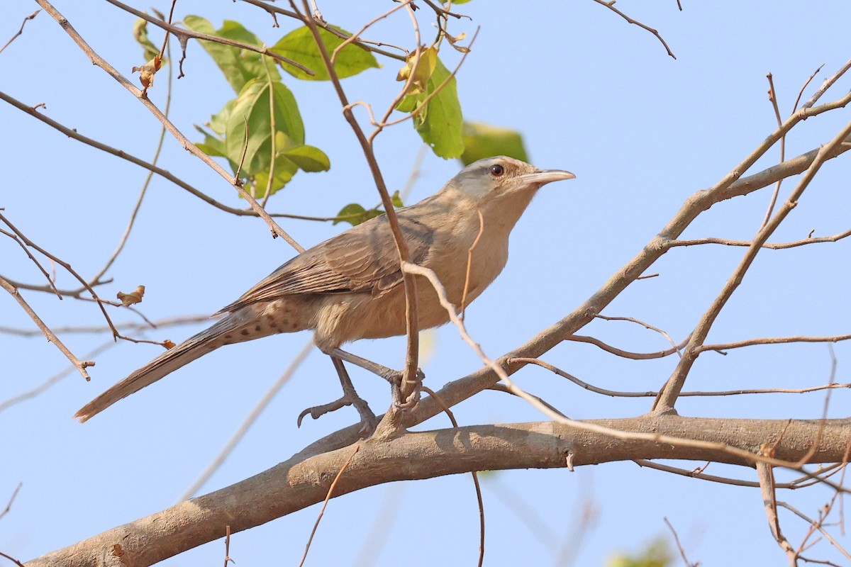 Thrush-like Wren - ML623894234