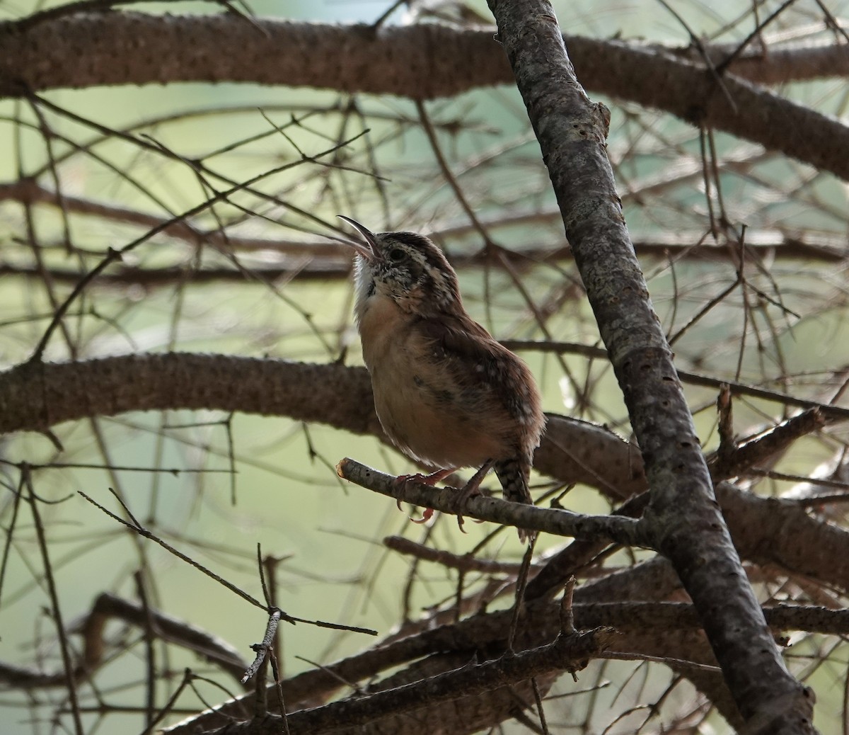 Carolina Wren - ML623894244