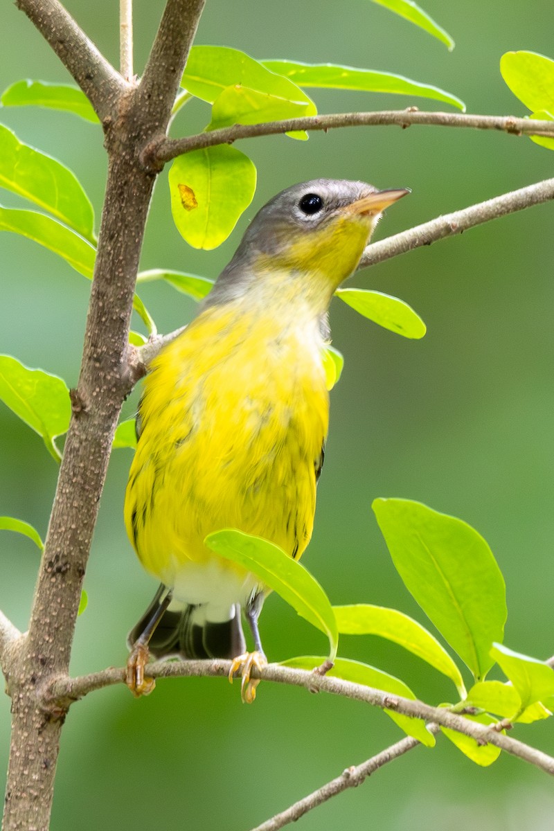 Magnolia Warbler - Mike Winck