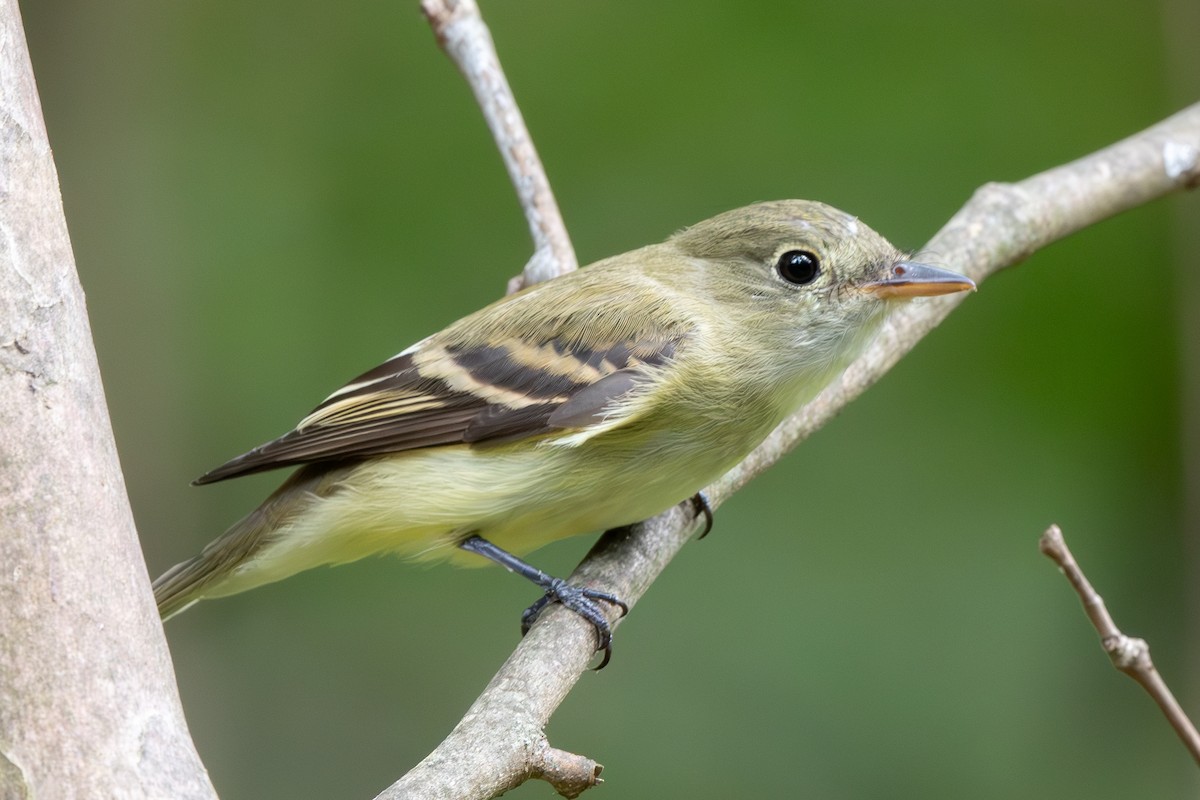 Empidonax sp. - ML623894258