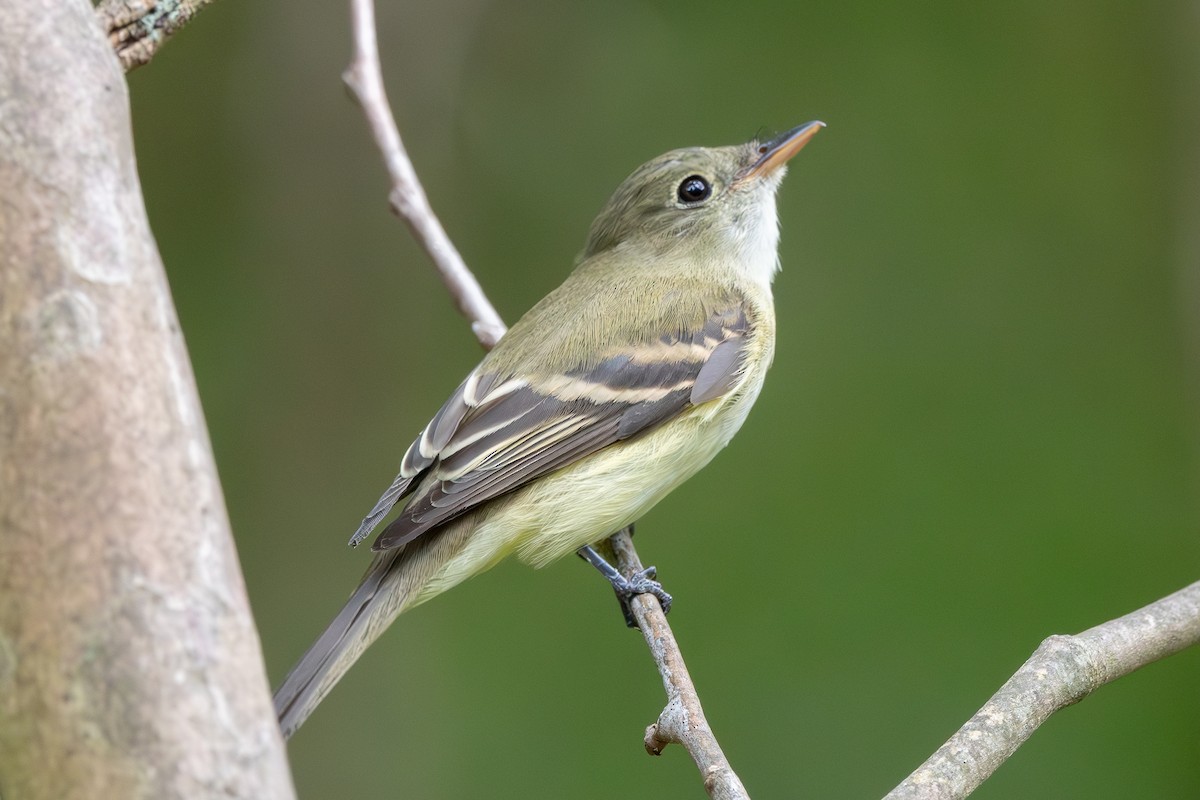 Empidonax sp. - ML623894259