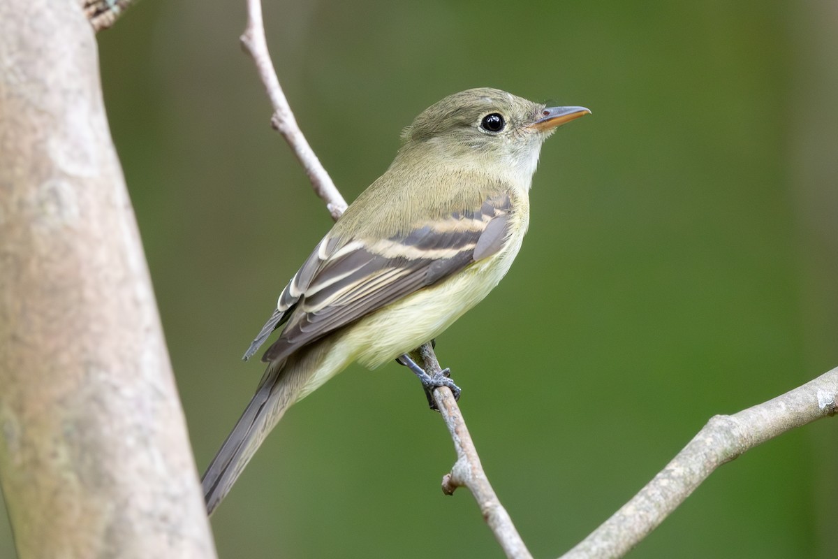 Empidonax sp. - Mike Winck