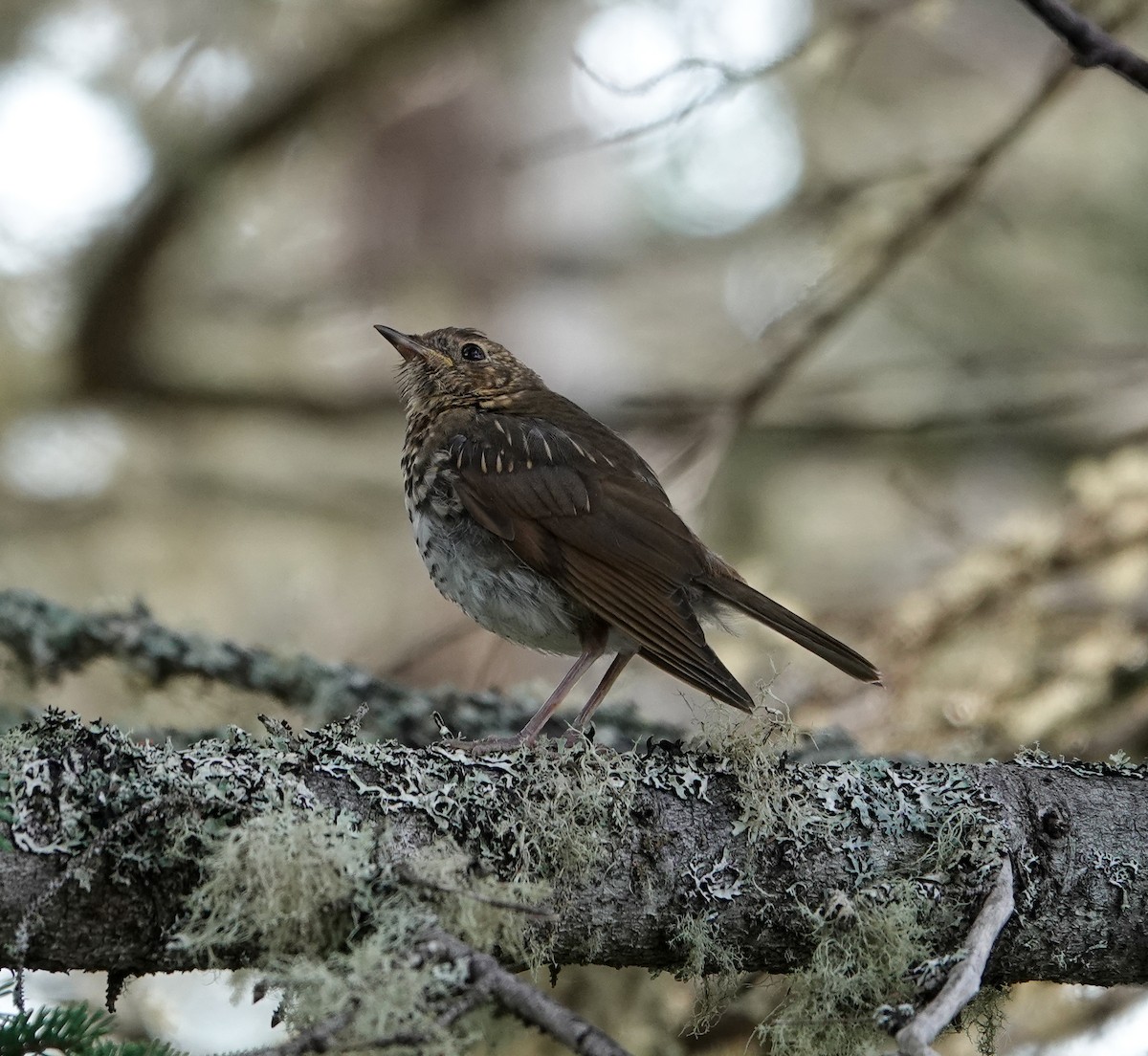 Swainson's Thrush - ML623894264