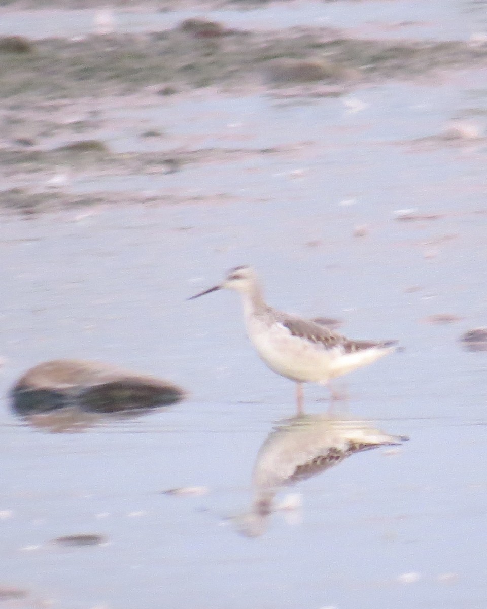 Wilson's Phalarope - Mark Kubisz