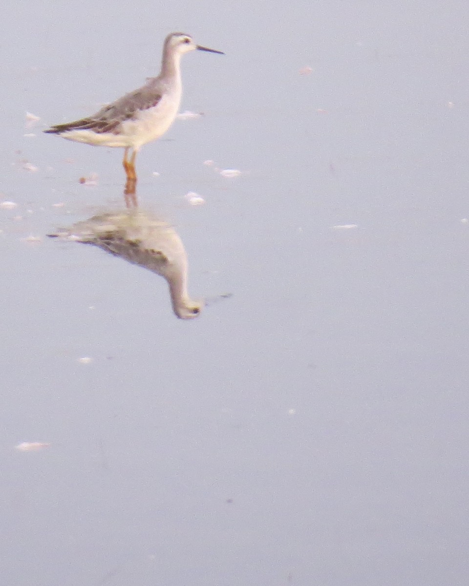 Wilson's Phalarope - ML623894270