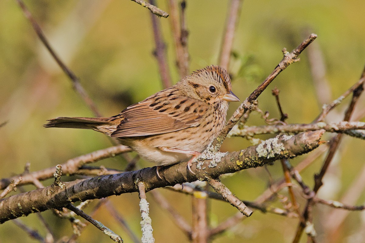 Lincoln's Sparrow - ML623894274