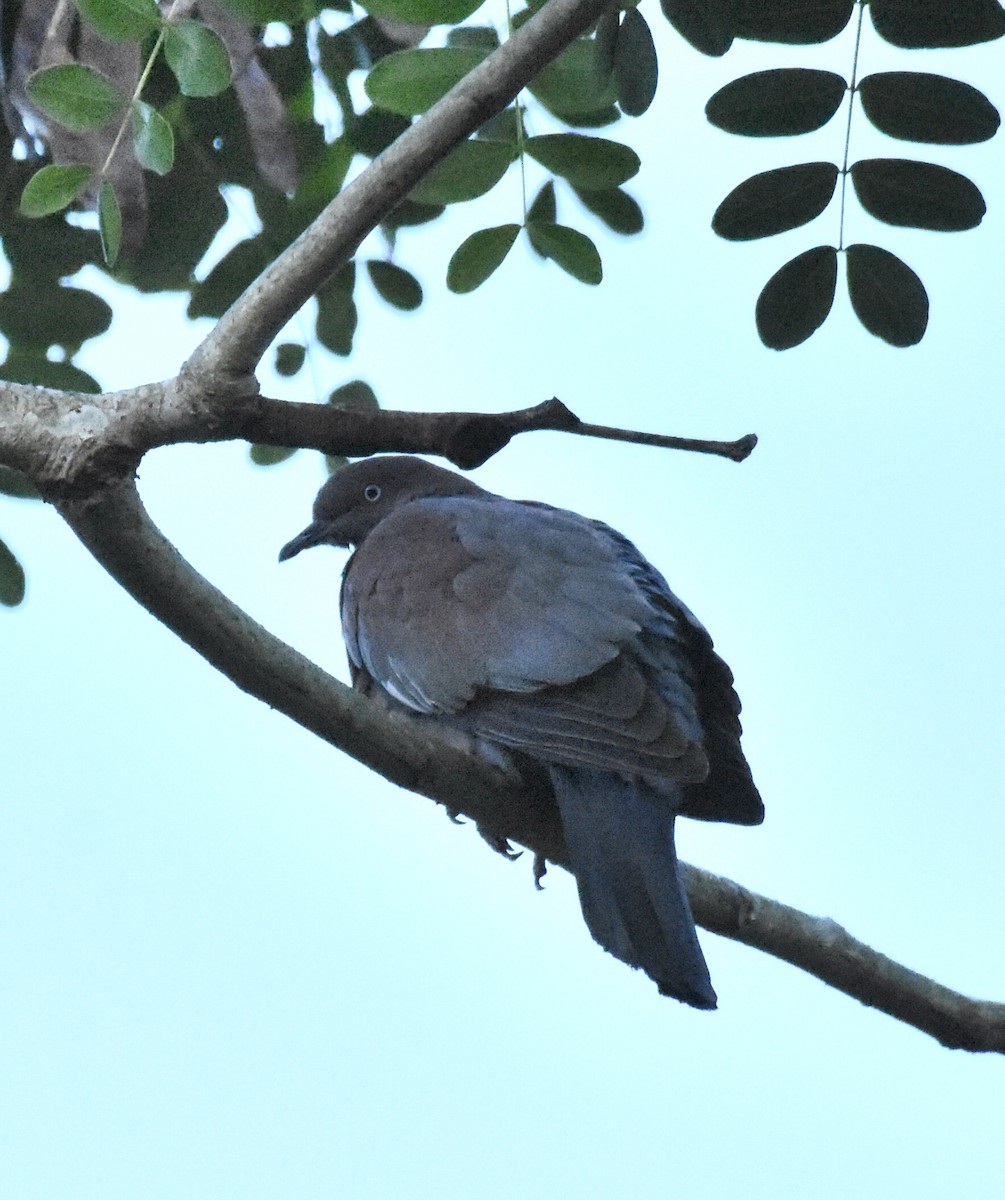 Plain Pigeon - ML623894287