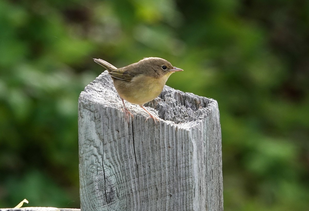 Common Yellowthroat - ML623894290