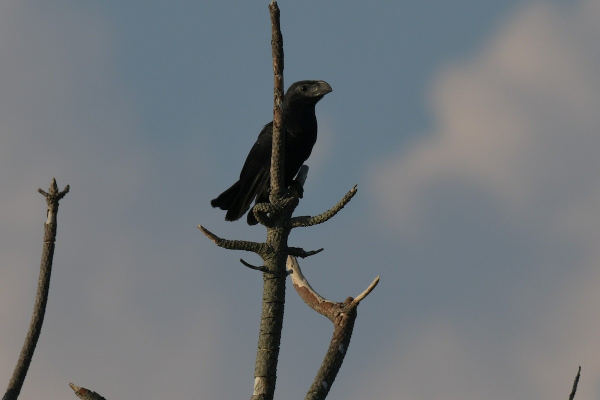 Groove-billed Ani - ML623894301