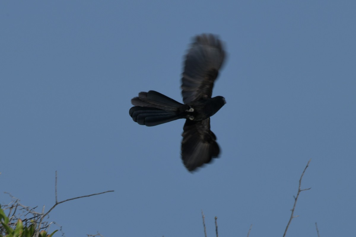 Groove-billed Ani - ML623894302