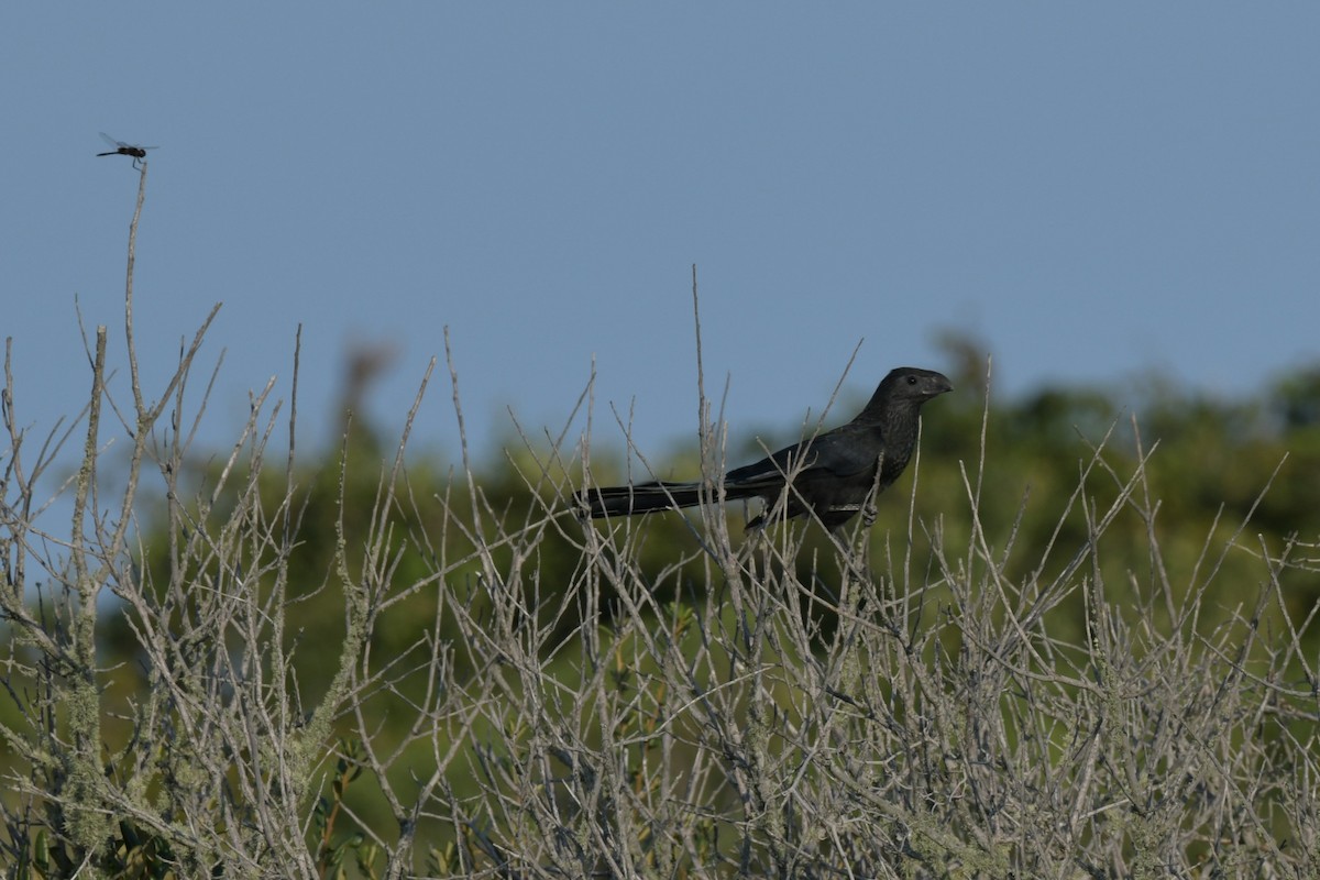 Groove-billed Ani - ML623894303