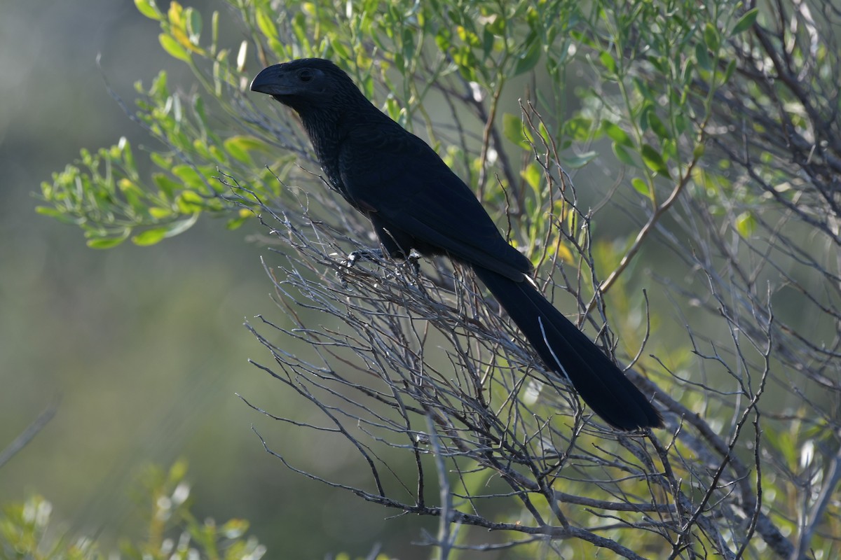 Groove-billed Ani - ML623894304