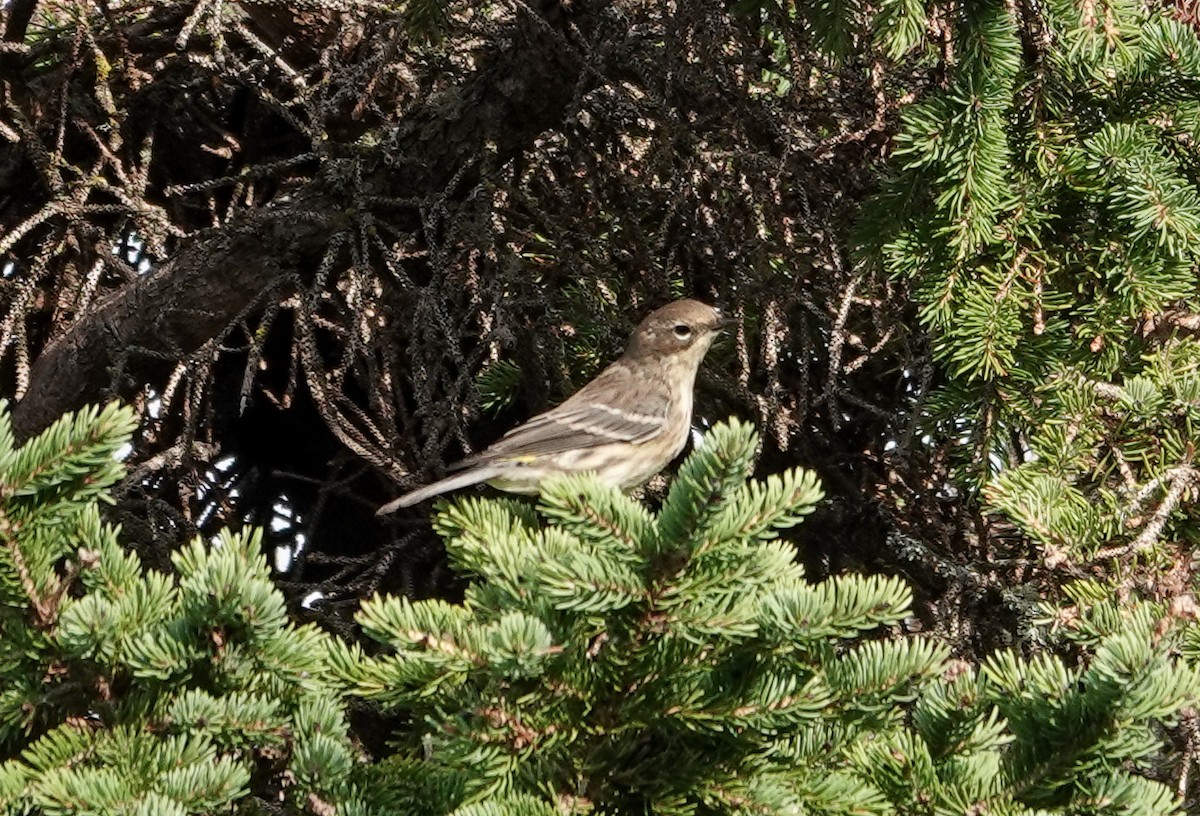 Yellow-rumped Warbler - ML623894305