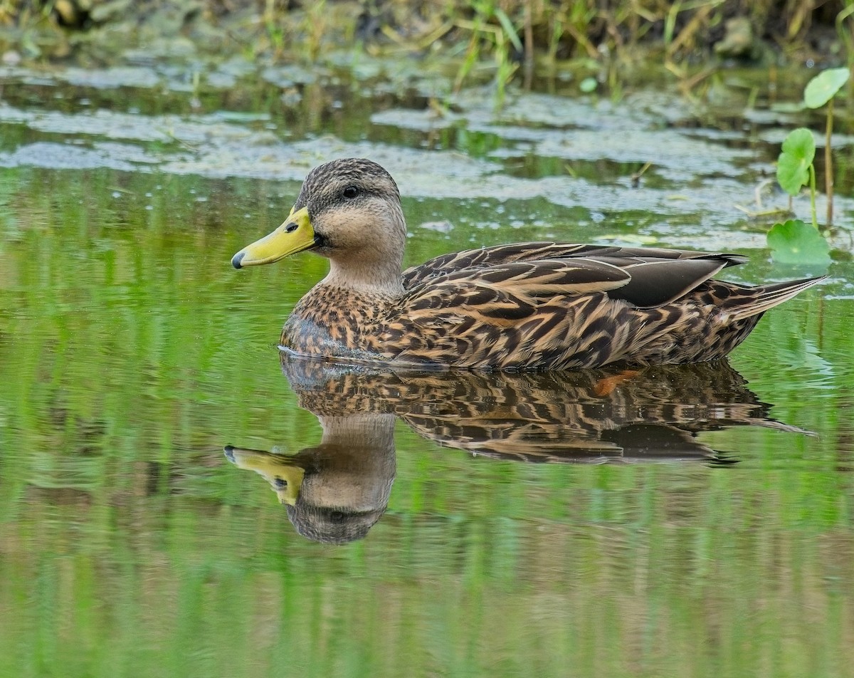 Mottled Duck - ML623894307