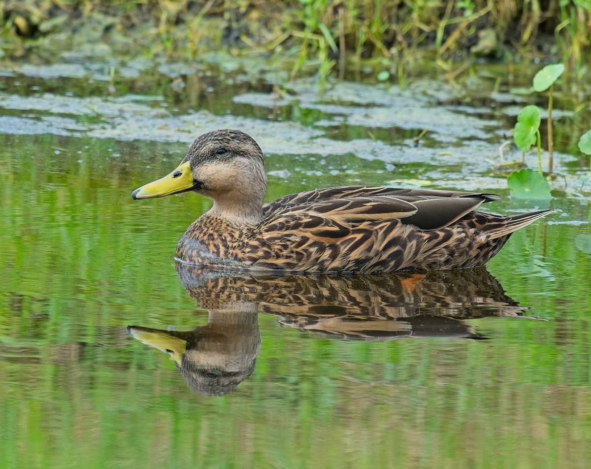 Mottled Duck - David Hall