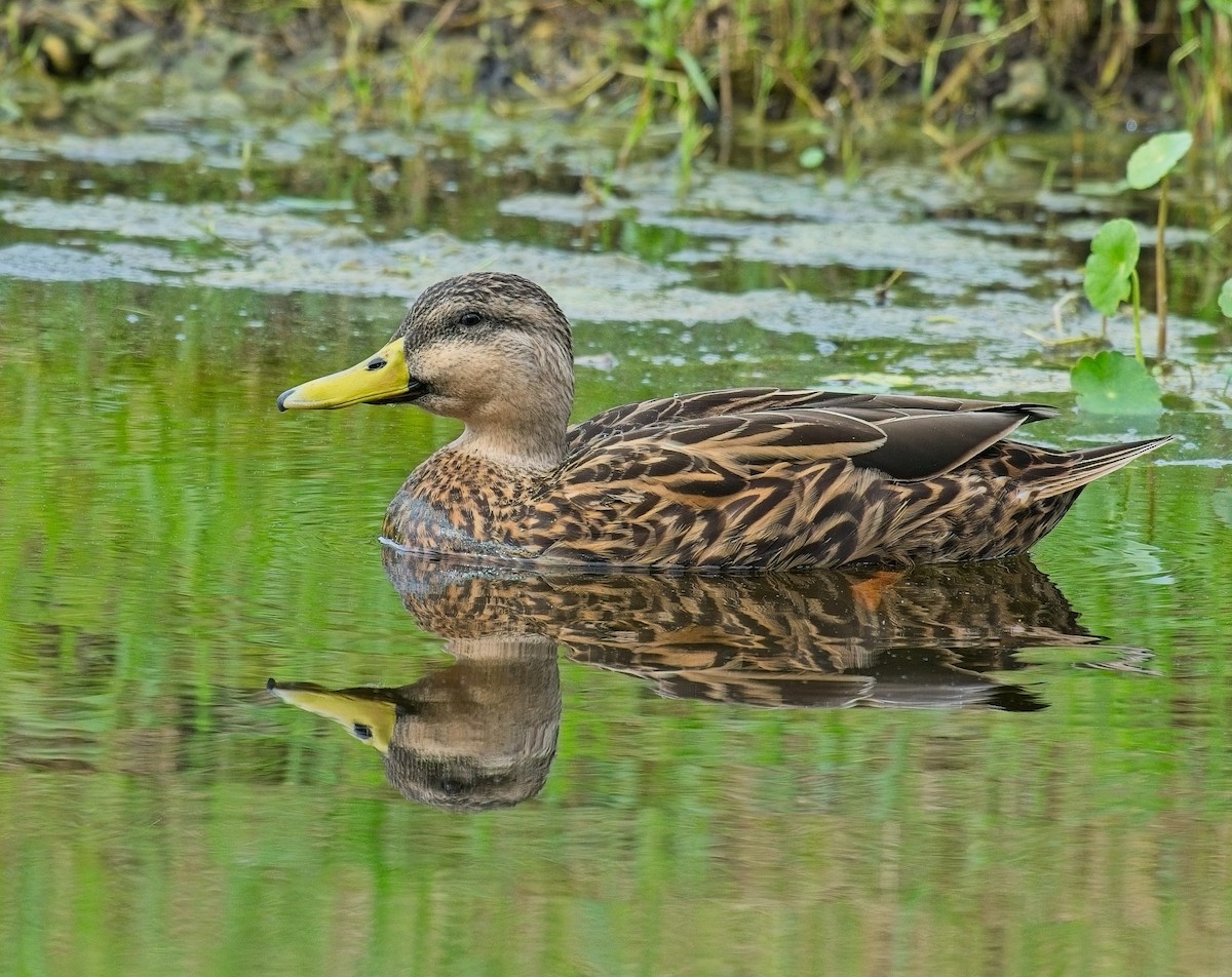 Mottled Duck - ML623894309