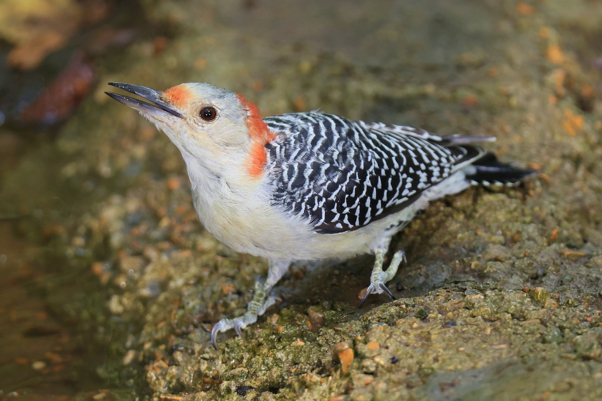 Red-bellied Woodpecker - ML623894312