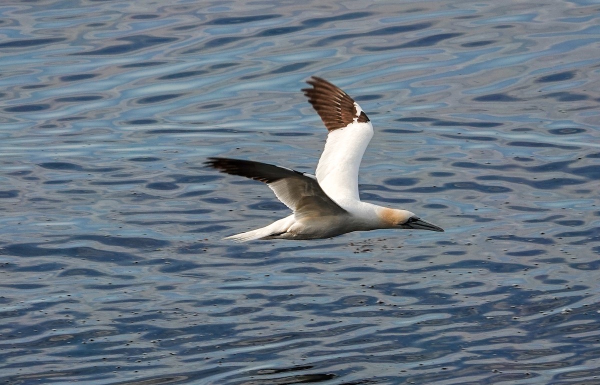 Northern Gannet - ML623894333