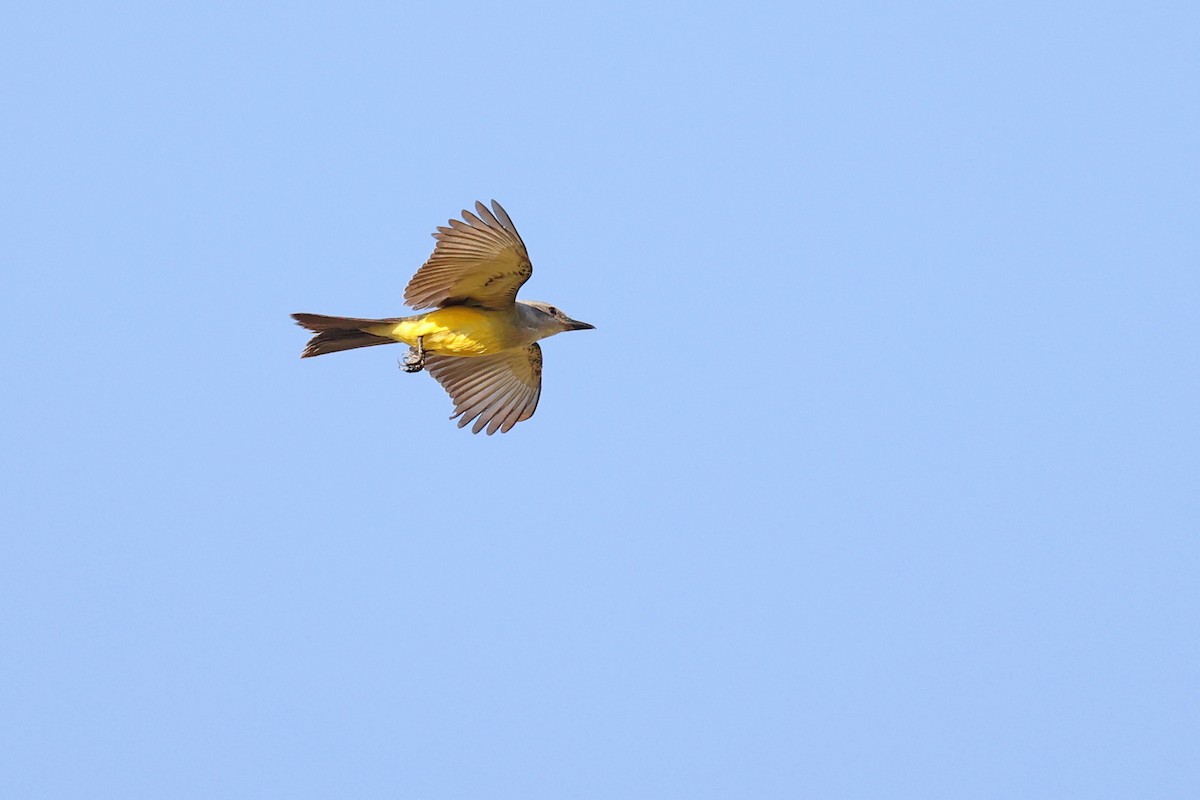 Tropical Kingbird - ML623894338