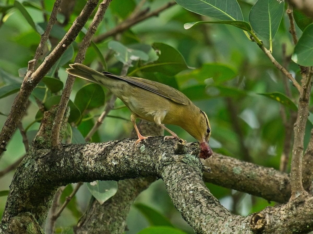 Worm-eating Warbler - David Hall