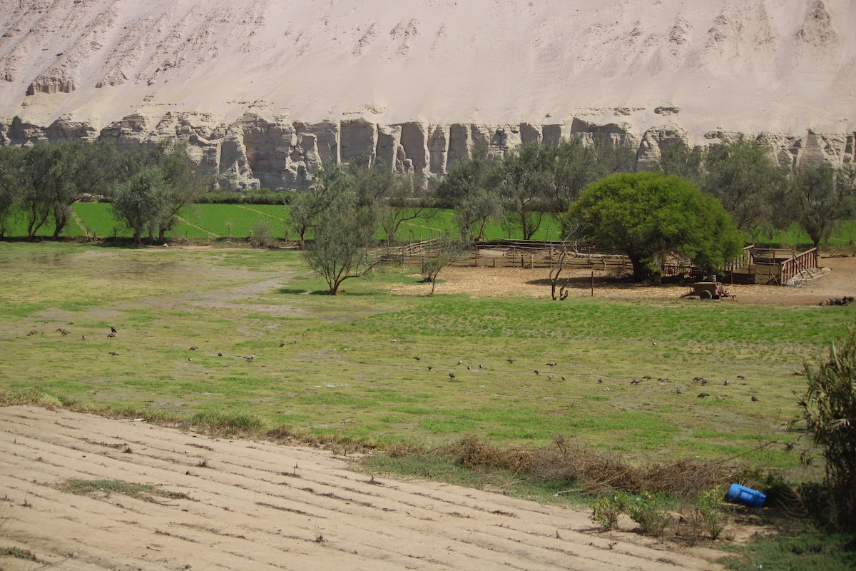 Andean Ibis - ML623894362