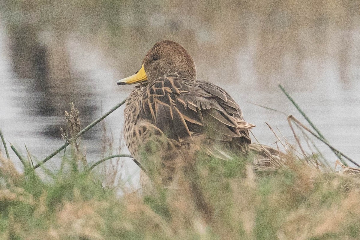 Yellow-billed Pintail - ML62389441