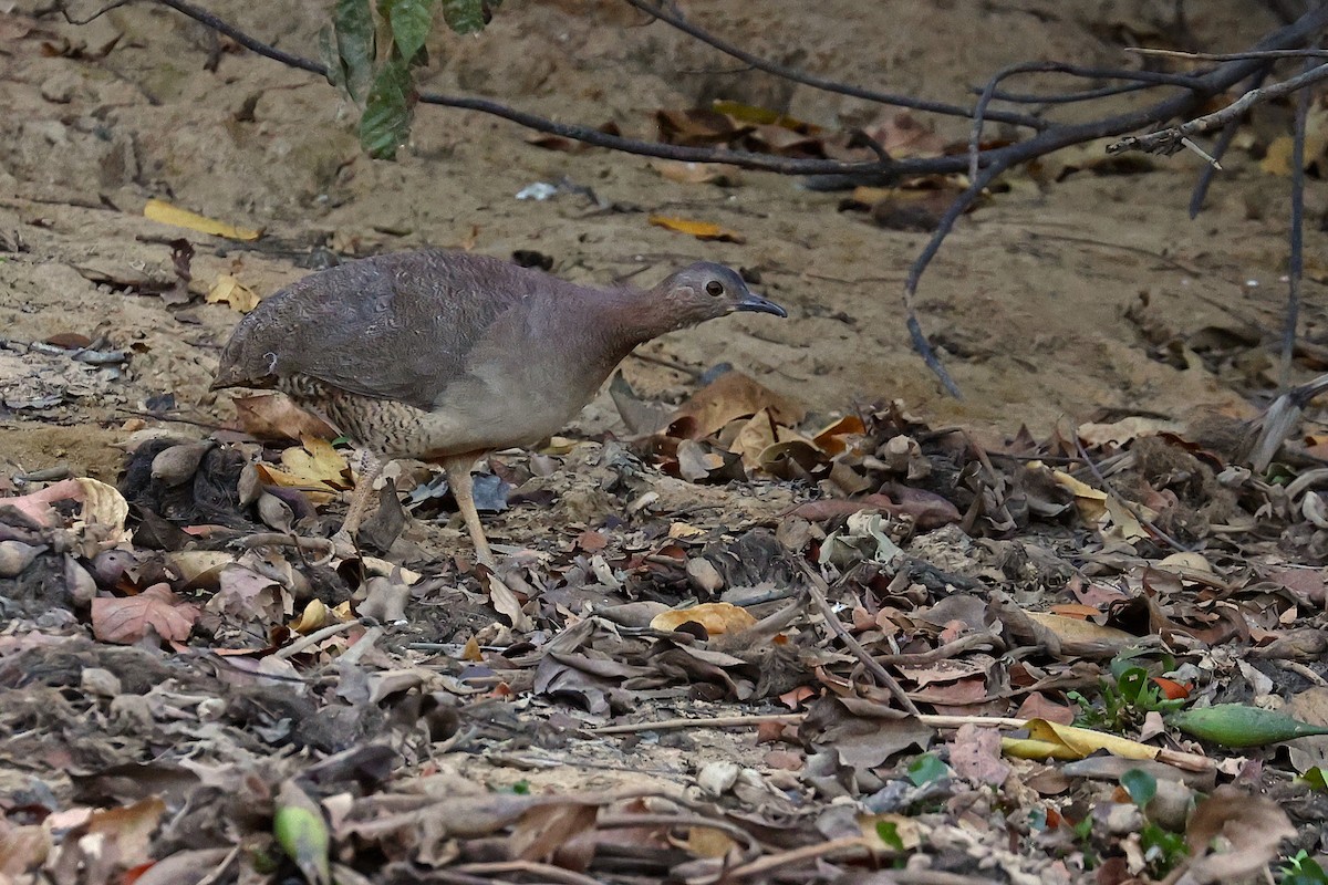 Undulated Tinamou - ML623894412