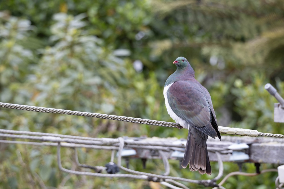 New Zealand Pigeon - ML623894415