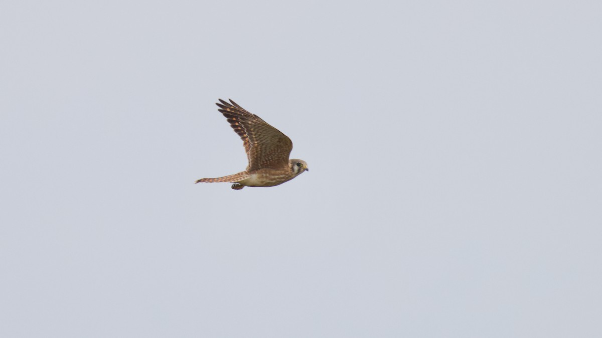 American Kestrel - ML623894420