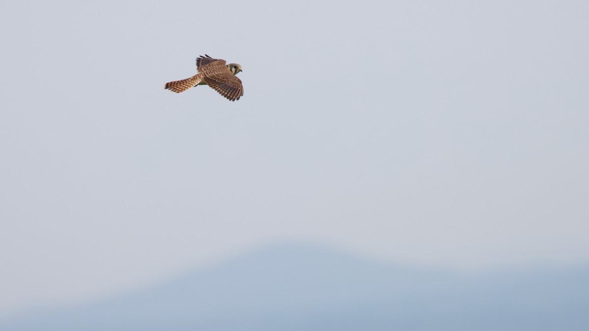 American Kestrel - ML623894421