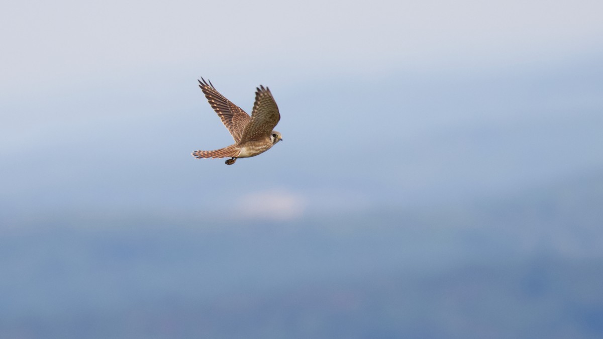 American Kestrel - ML623894422