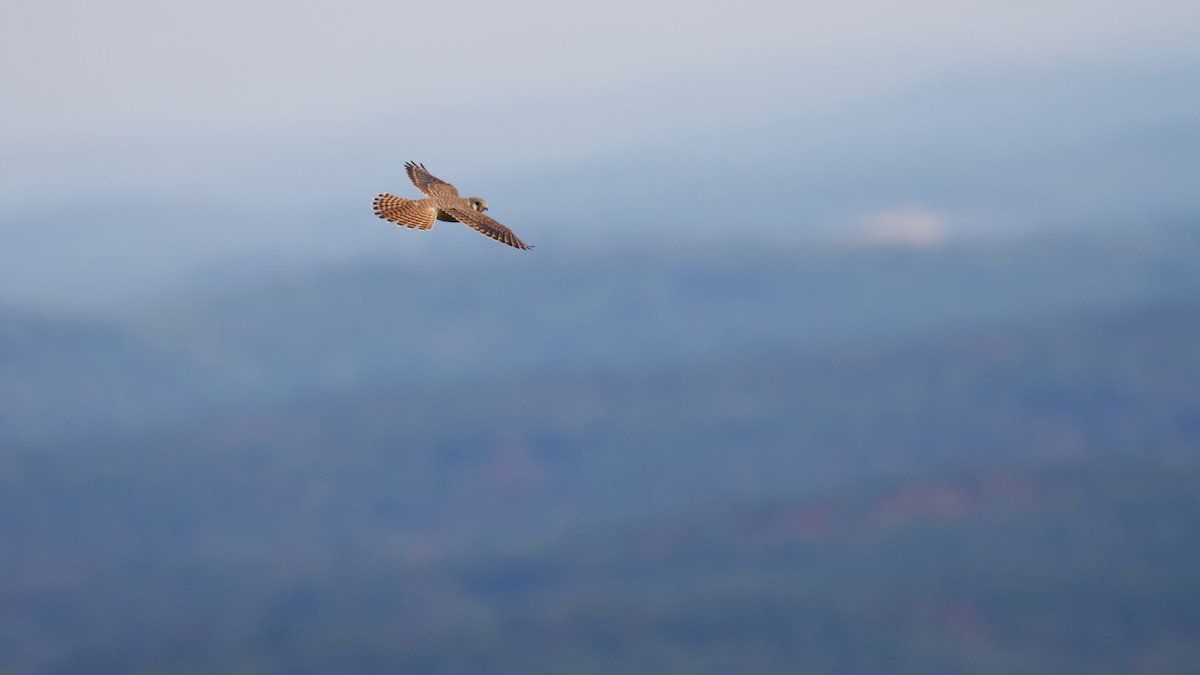 American Kestrel - ML623894423