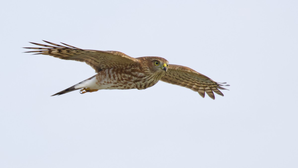 Sharp-shinned Hawk - ML623894429