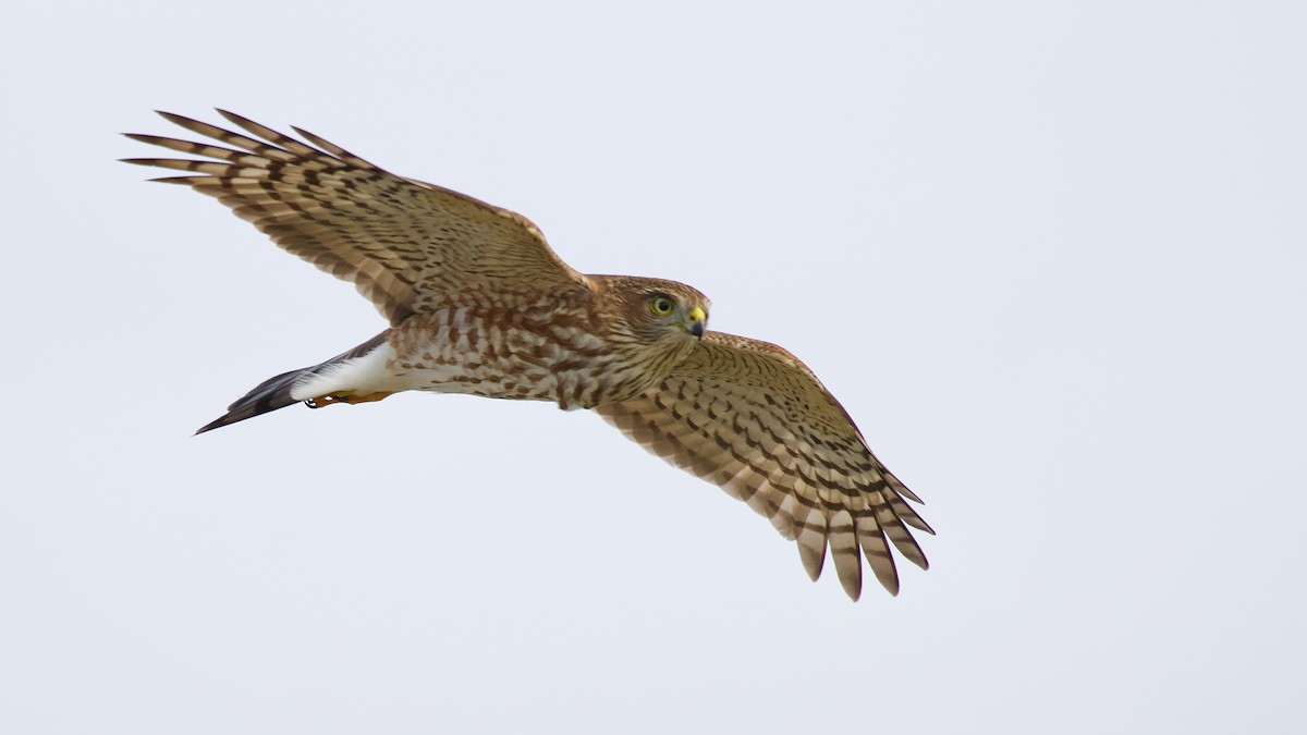 Sharp-shinned Hawk - ML623894430