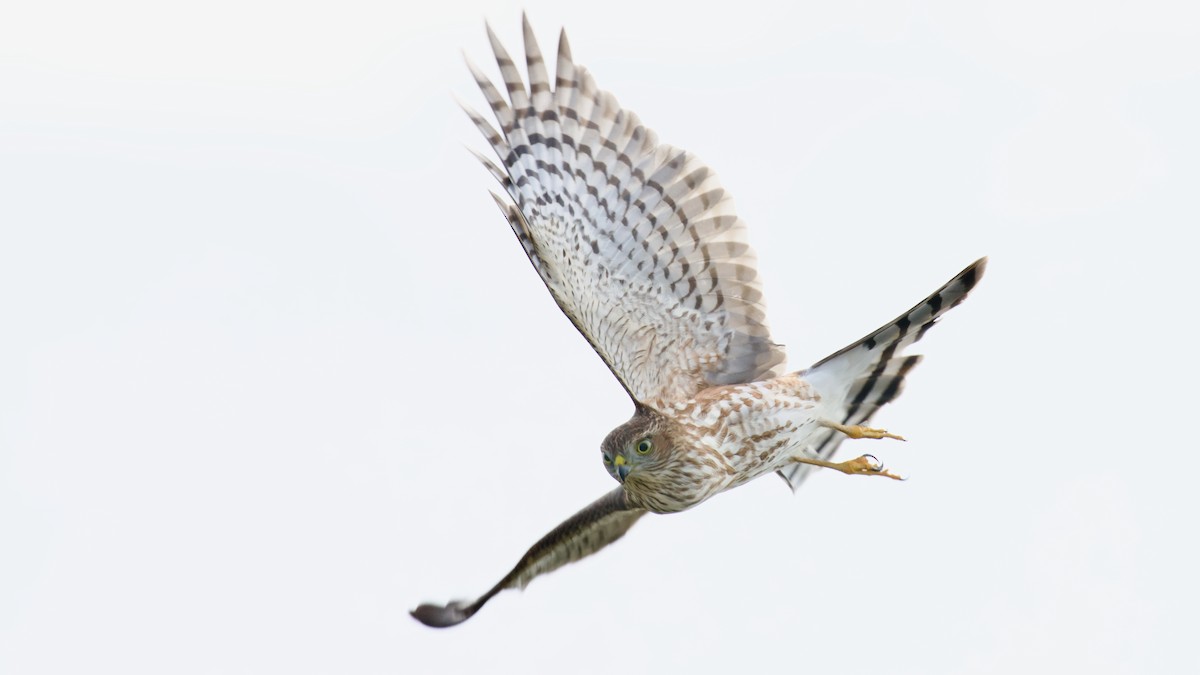 Sharp-shinned Hawk - ML623894432