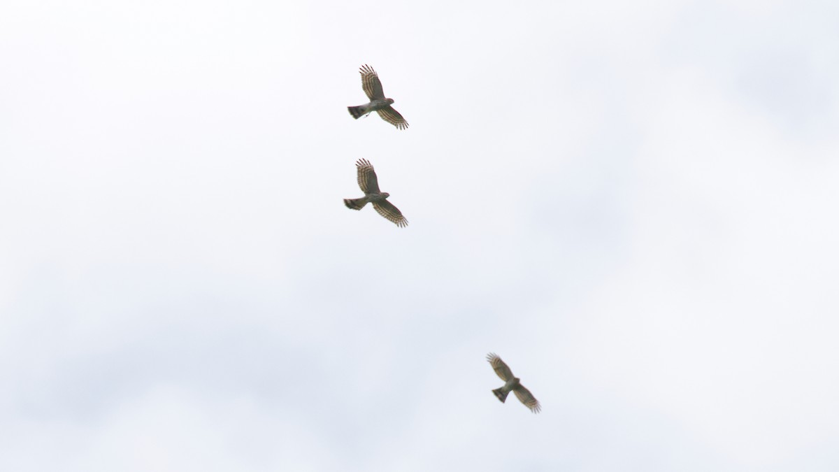 Sharp-shinned Hawk - ML623894439