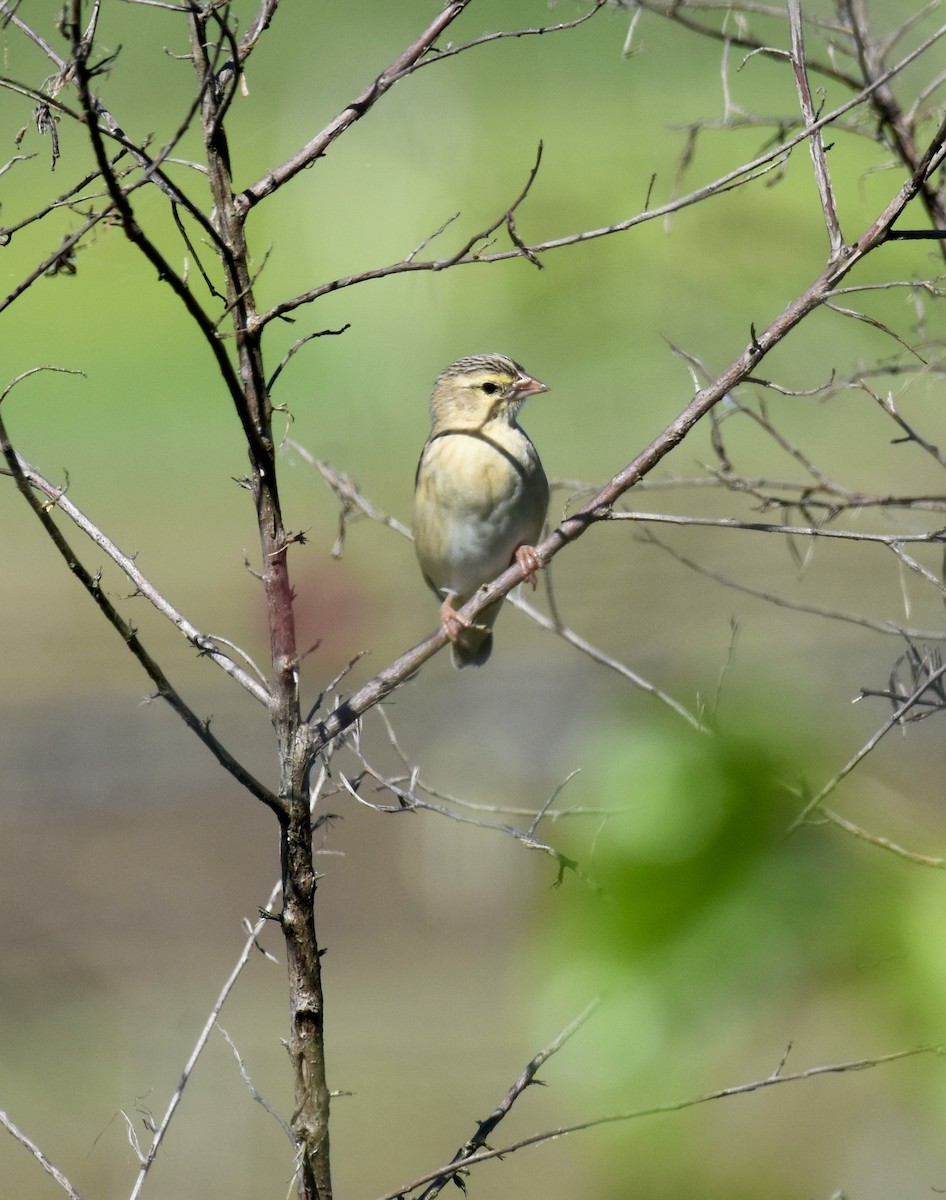 Northern Red Bishop - ML623894440