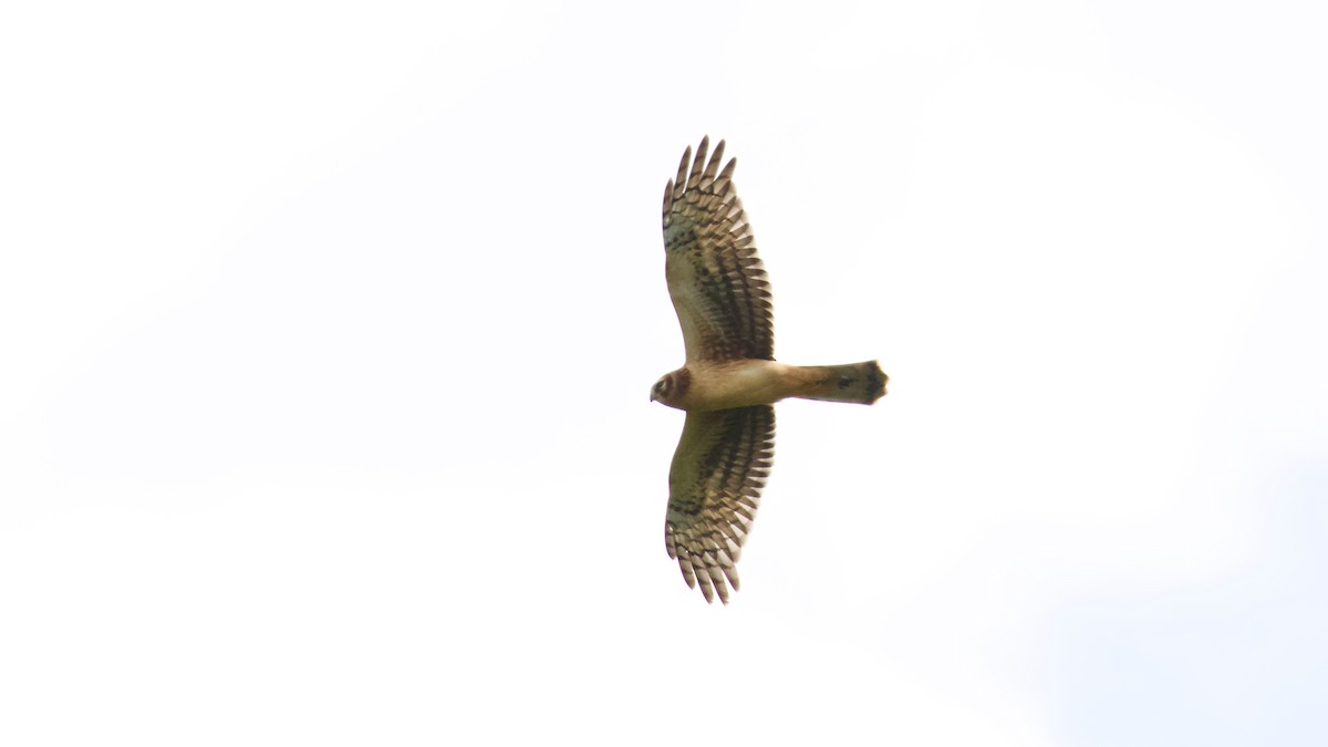 Northern Harrier - ML623894448