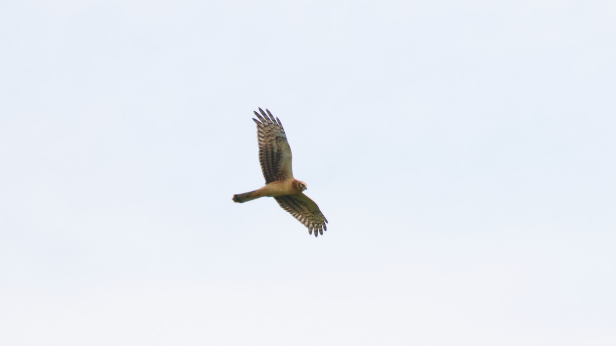 Northern Harrier - ML623894449