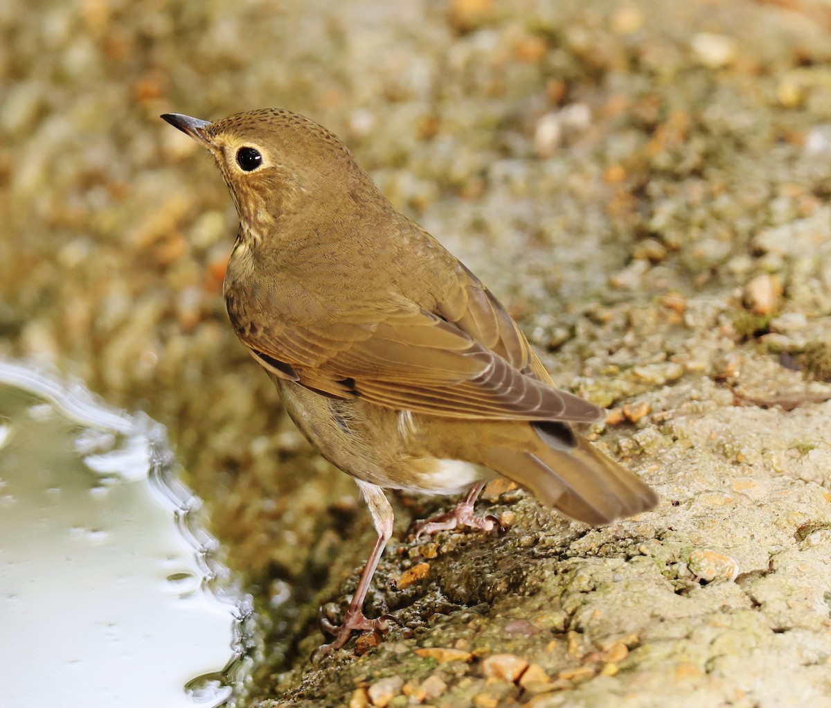 Swainson's Thrush - ML623894459