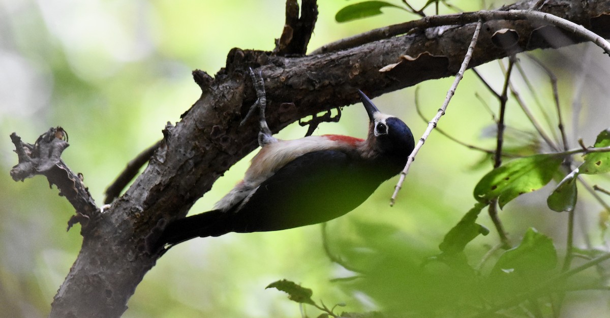 Puerto Rican Woodpecker - ML623894462