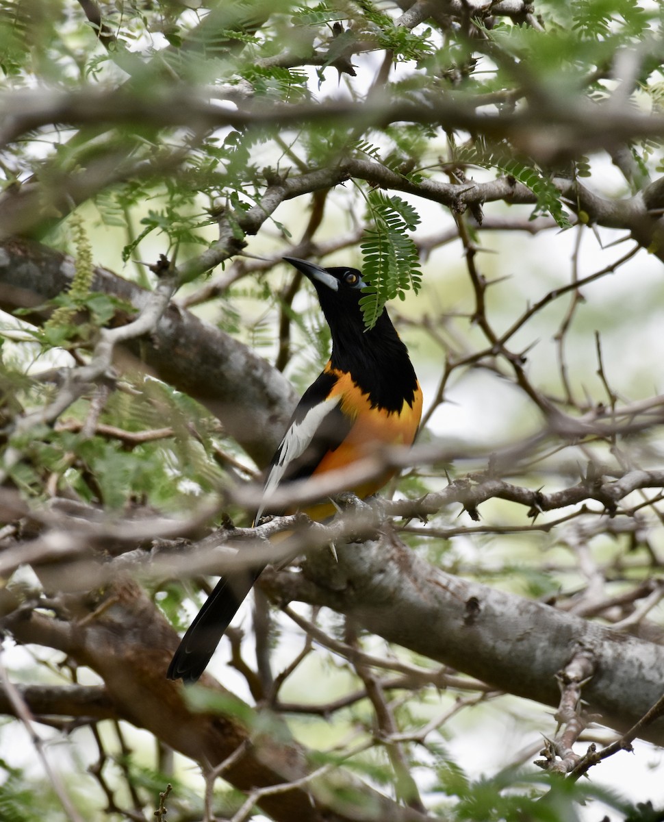 Venezuelan Troupial - ML623894471