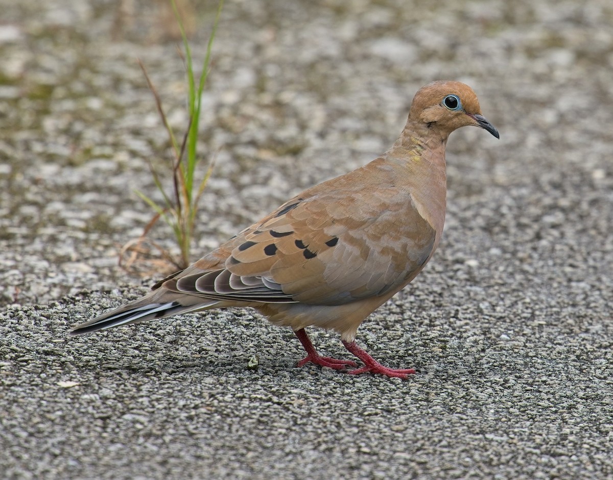 Mourning Dove - David Hall