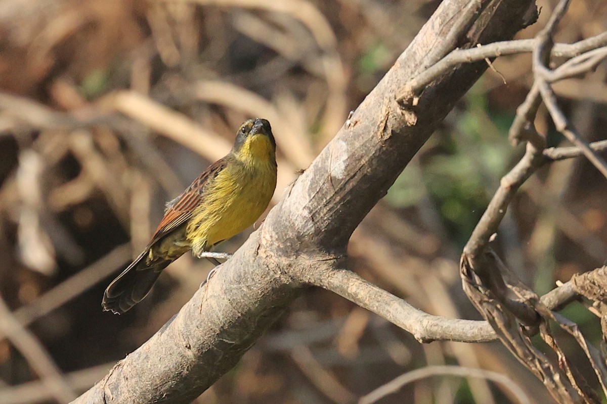 Unicolored Blackbird (Yellow-breasted) - Michael O'Brien