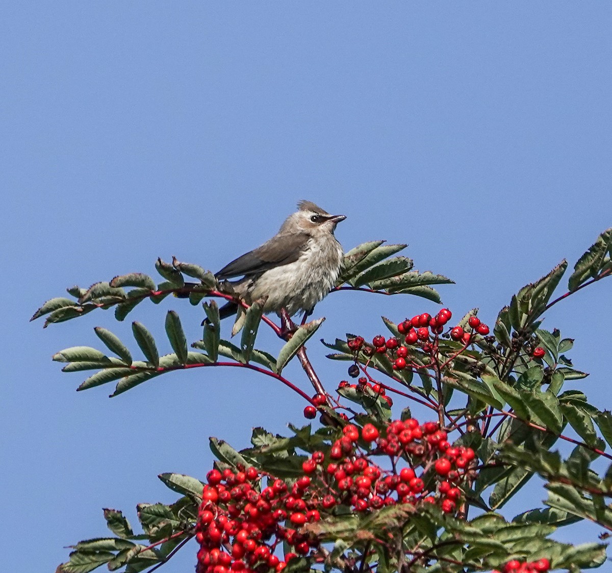 Cedar Waxwing - ML623894494