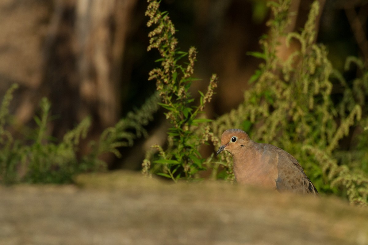 Mourning Dove - Stella Tea