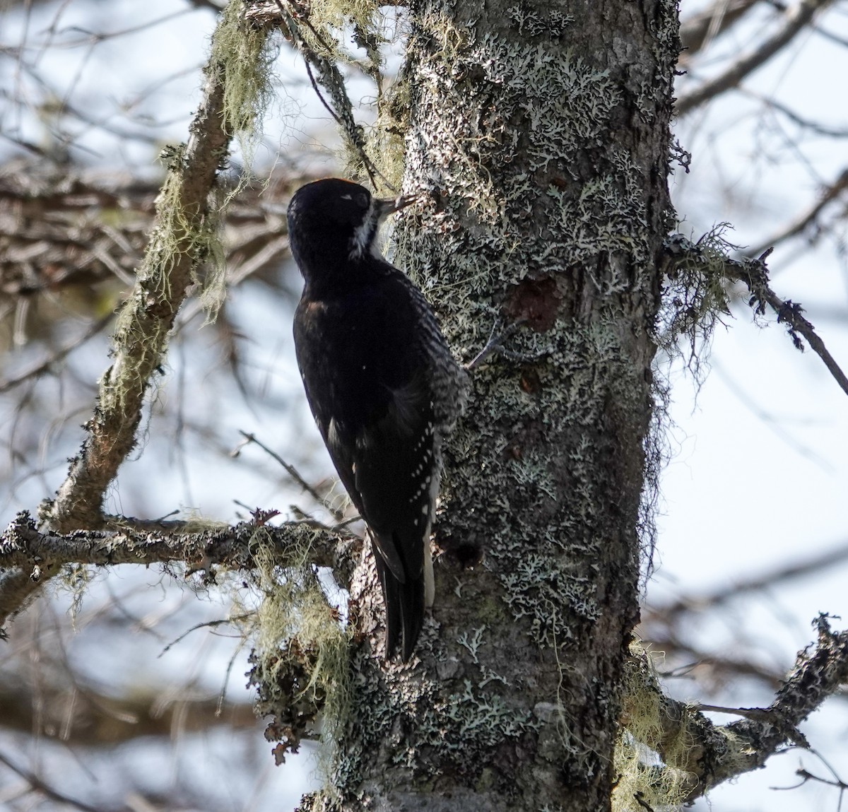 Black-backed Woodpecker - ML623894514