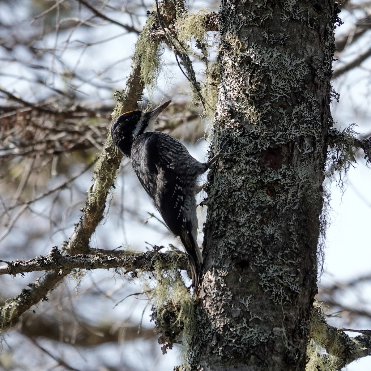 Black-backed Woodpecker - ML623894517